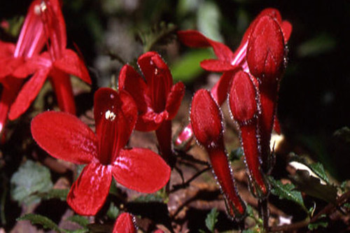 Curso “Esencias Florales de Chiloé”