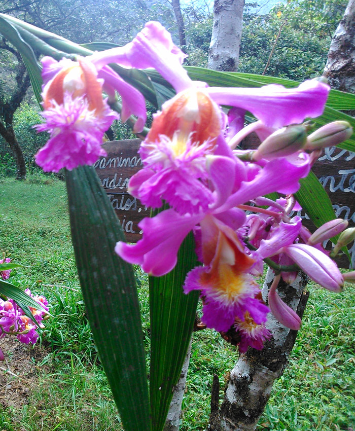 La Ruta de las Orquídeas